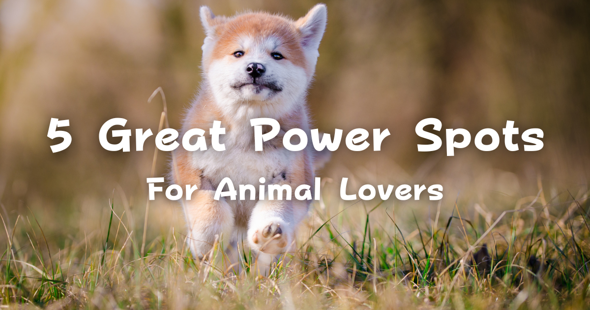 5 Great Power Spots For Animal Lovers To Look Out For!